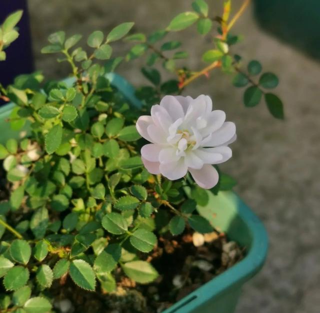 月季花品种介绍