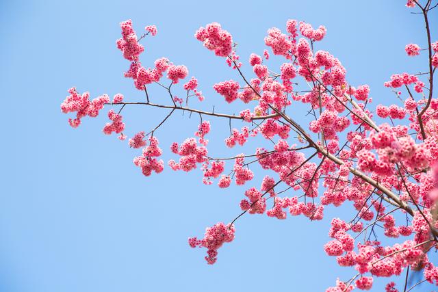 樱花图片