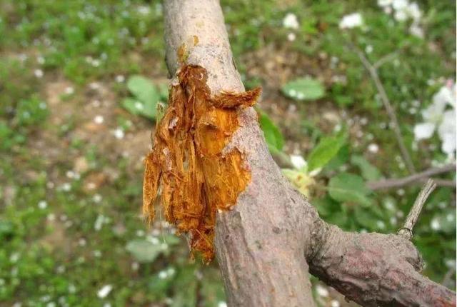 苹果树腐烂病的防治-农资百科网