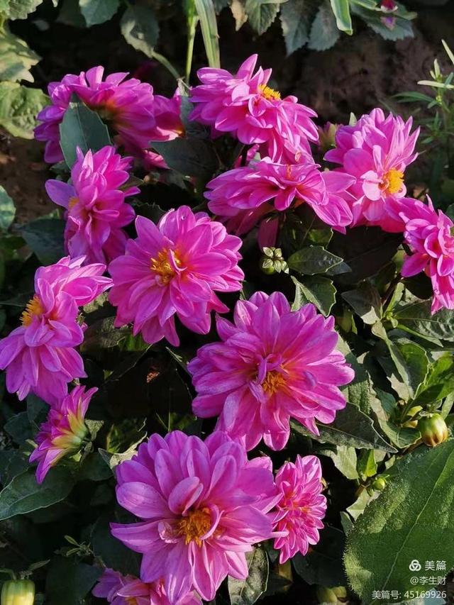 走进紫晨广场：文/李生财，图/郭翠枝