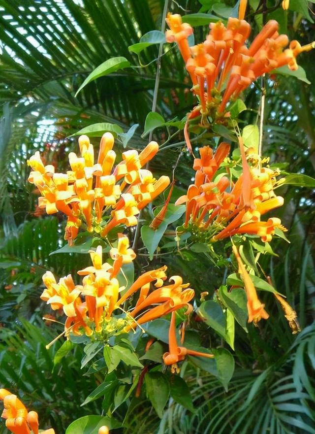 花的种类