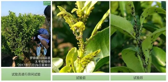 「彻底消灭红蜘蛛」阿维菌素：虫螨克星！2个最佳复配方法4