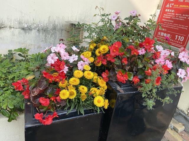 6月买花 白名单 搬回家就能有花赏 一口气开到9 10月 Zh中文网