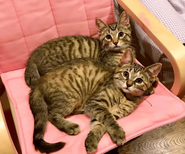 嫌2个孩子在家太闹腾，女子领养了两只猫咪：这下总该安静了吧？