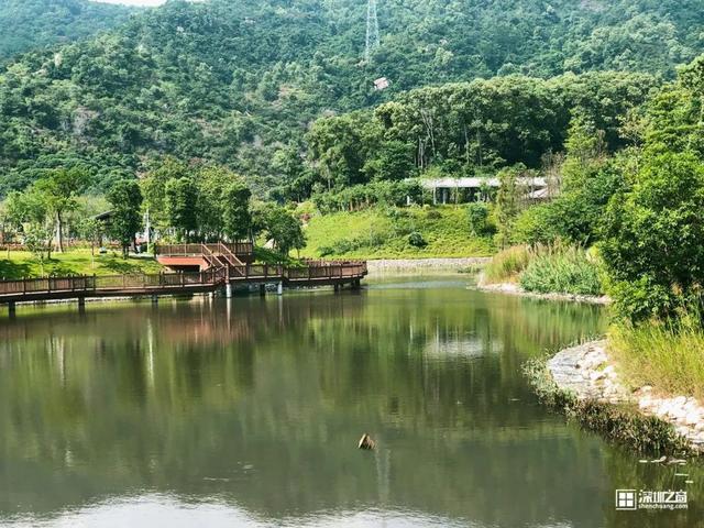 深圳市市花