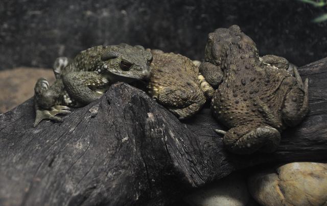 中华蟾蜍中华大蟾蜍和中华蟾蜍