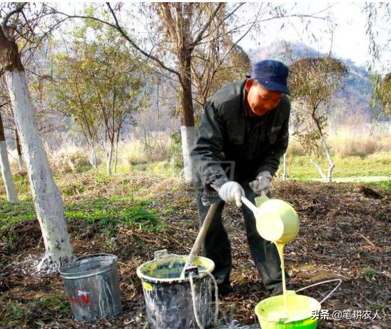 梨树叶子上有黑色粘液？可能是梨木虱为害！4大综合措施来帮你5