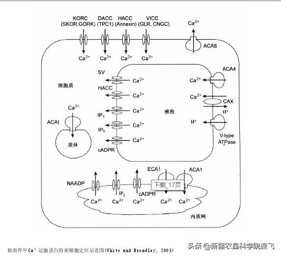 秋施肥与盐碱地改良时，钙镁硫3种元素肥料的重要性及合理施用2