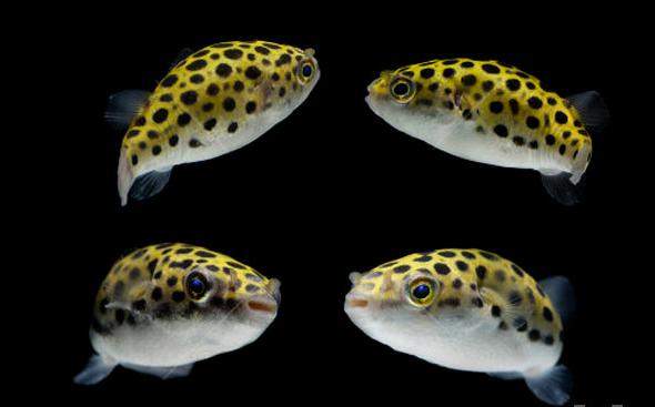 小型淡水河豚观赏鱼(绿河豚鱼)-锐牛沃德讯息网