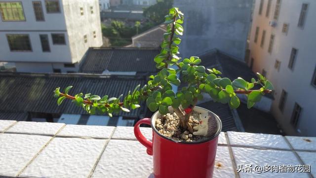 青州河沙洗砂机