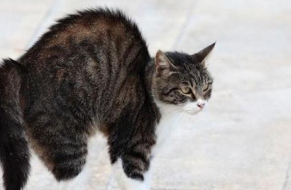 猫弓背尾巴竖起代表什么,猫咪尾巴竖直是对你表达好感还是攻击性动作