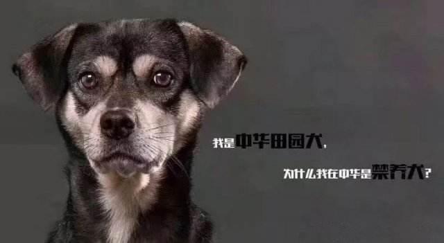 中华田园犬