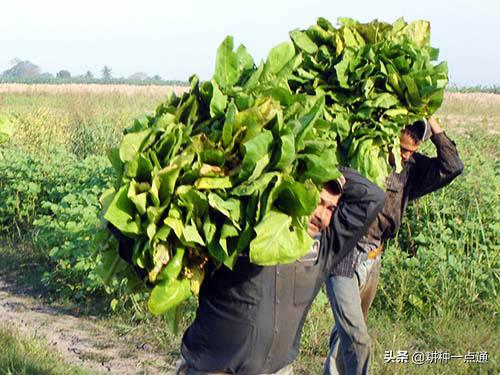 烟叶种植中病虫害防治措施探讨6