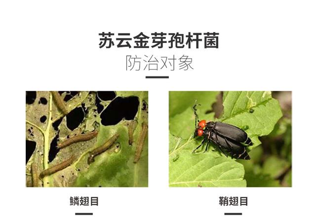 苏云金芽孢杆菌–微生物杀虫剂2