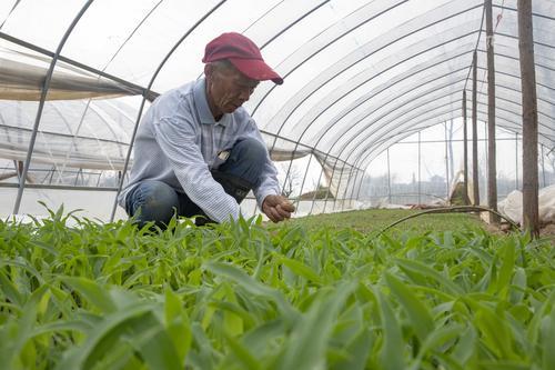 农民种空心菜，可选用哪些除草剂除草?你知道吗5