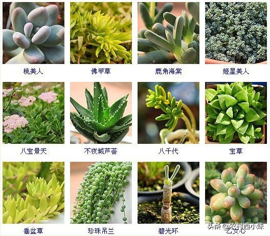 多肉分类 多肉分类（多肉分类及名称图片） 生活