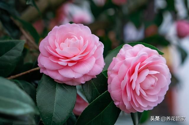 嫁接茶花 嫁接茶花（那些砧木能嫁接茶花） 生活