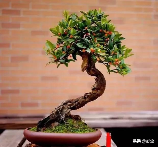 盆景制作