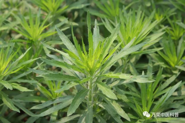 今天给大家介绍的这个植物,遍布全县,生长茂盛,是农民讨厌的杂草.