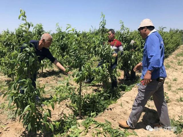 桃早熟品种到了膨果管理关键期，这几项措施一定要做好！3