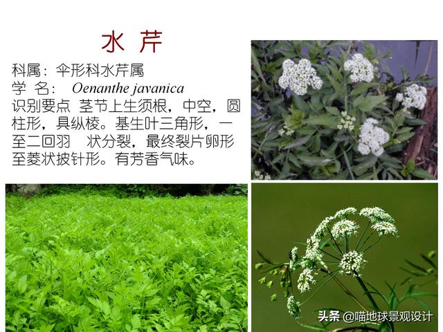 常见水生植物 常见水生植物（珠江口常见水生植物） 生活