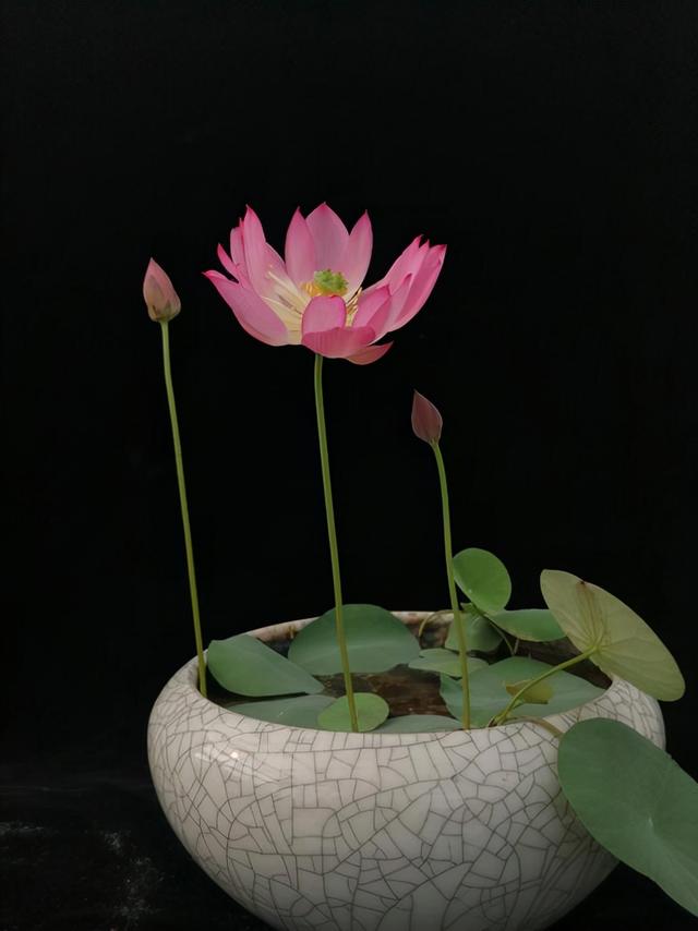 水生花卉 水生花卉（水生花卉有哪些类型） 生活