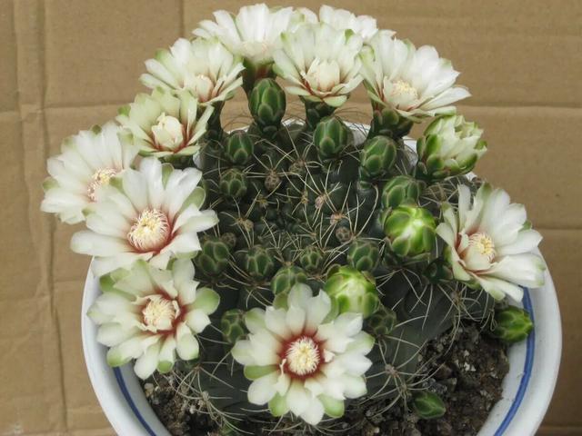 开花最好看的仙人球品种排名,仙人掌的花季来了