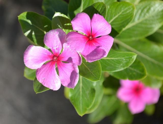 一盆长春花 一盆长春花（一盆长春花阅读答案） 生活