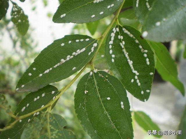 吸食嫩芽，危害梨果的康氏粉蚧，对梨树还有哪些危害？该如何防治4