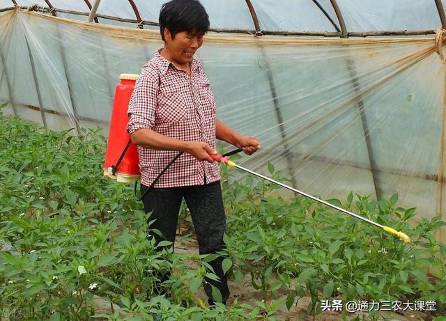 辣椒膨果期最高产的叶面肥，一亩多收300斤，花序多膨果快产量高4