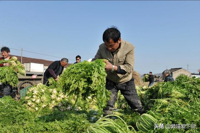 梅干菜是什么菜