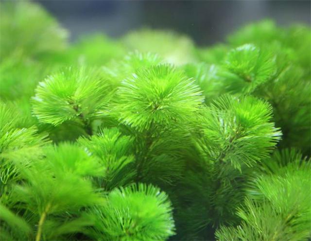 池塘里的水生植物大全(龟缸里养什么植物净化水)(7)