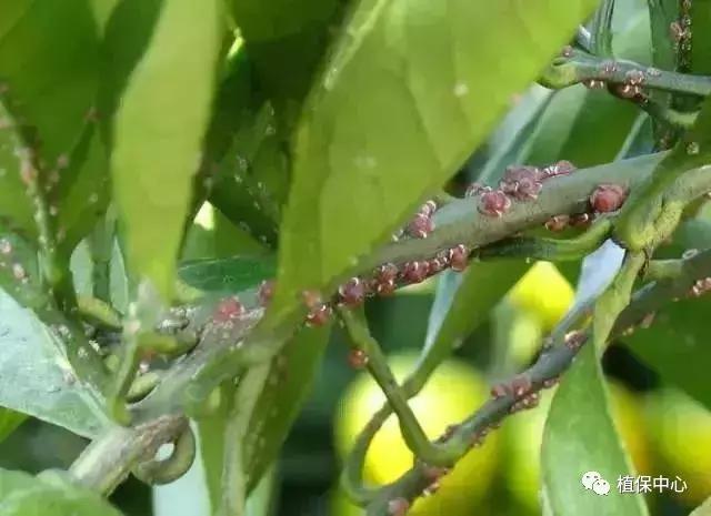 柑橘各月份害虫防治大全，收藏好备用24