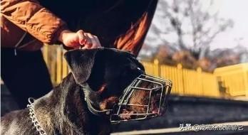 防暴犬