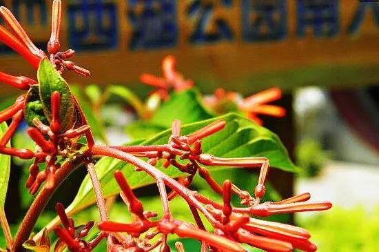 希茉莉 希茉莉（西摩岭野天堂工地宿舍） 生活