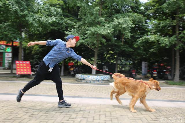 金毛犬图片 金毛犬图片（金毛犬图片高清桌面） 动物