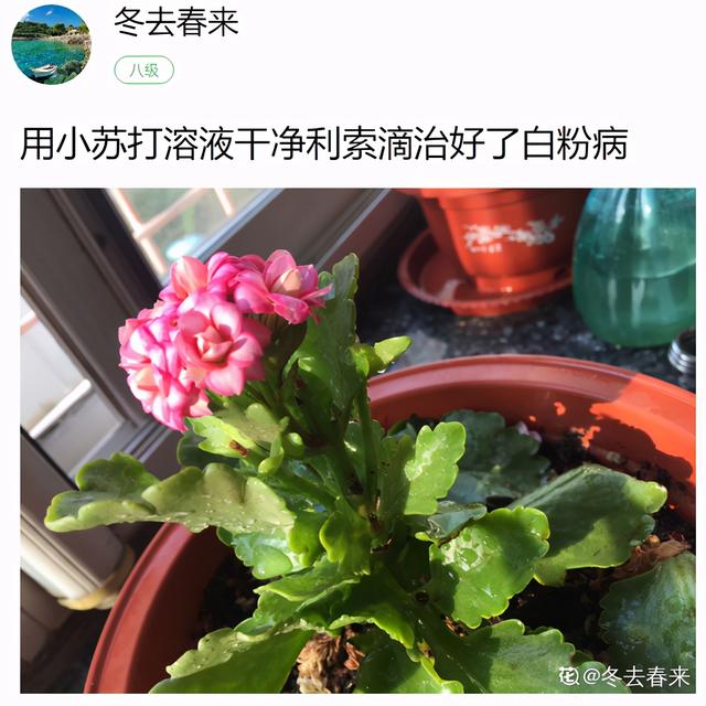 自制杀虫剂，7天喷一次，养花特干净10