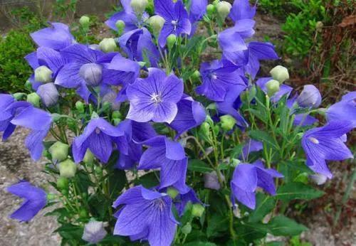 中药古今研究：桔梗