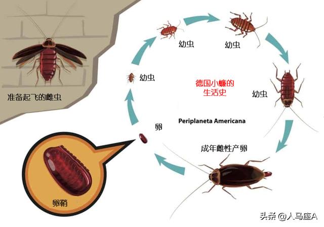 蟑螂卵长什么样