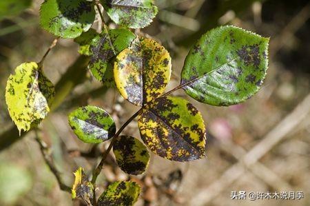 月季冬天需要喷药吗？寒冬腊月这样做，春暖花开无病害-许木木9