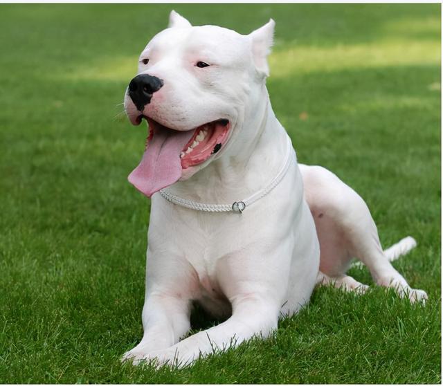 什么狗最适合护主,这几种狗超护主