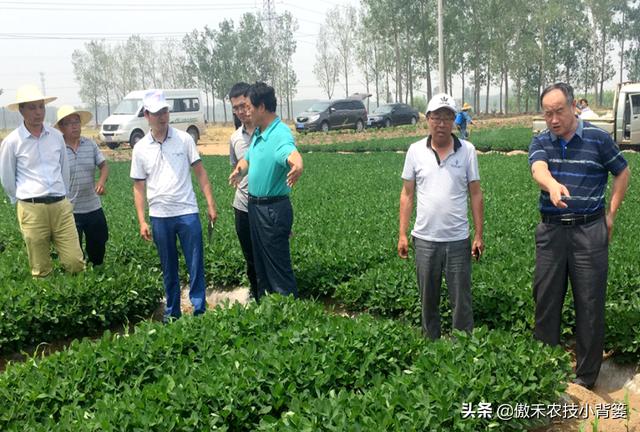 夏季多雨花生容易爆发叶斑病，掌握技巧早防早治确保高产4