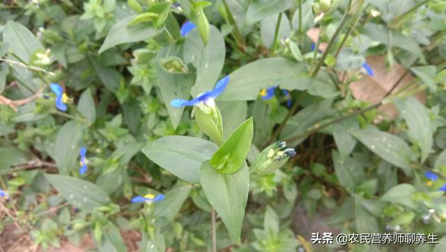 鸭跖草不是饭包草！煮水代茶喝，解决了不少人的烦恼