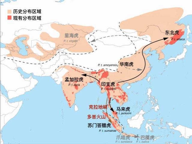 中国近代有哪些动物灭绝了