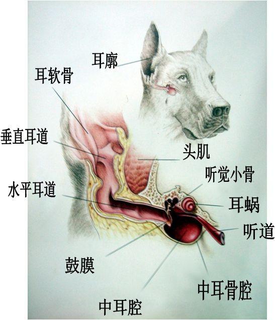 耳部结构图