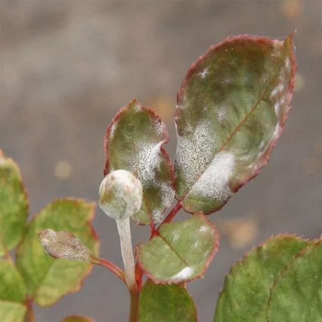 家里养的植物容易感染白粉病，做好这几点能预防，治疗也有好方法11