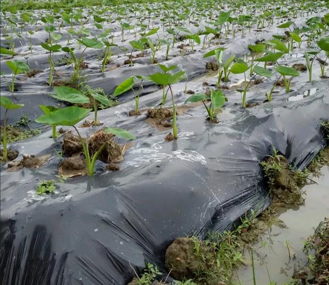 为什么种植的芋头用了不少药还那么多病虫害？其实是种植方法错了5