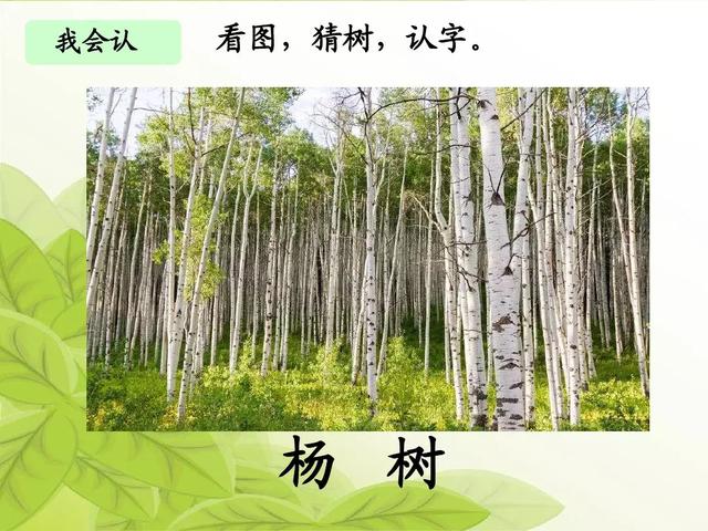 银杏水杉活化石是什么意思