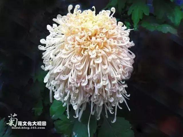 菊花的颜色