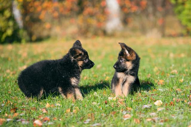 德国牧羊犬幼犬